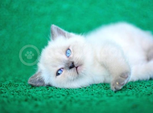 Bulutlar Kadar Güzel Blue Point British Short Hair