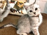 Safkan Bri̇ti̇sh Shorthai̇r