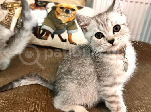 Safkan Bri̇ti̇sh Shorthai̇r görsel