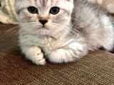 Safkan Bri̇ti̇sh Shorthai̇r