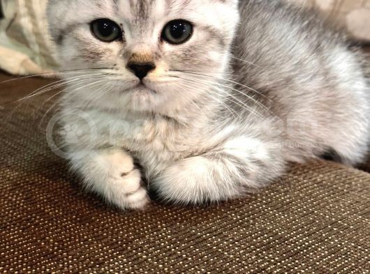 Safkan Bri̇ti̇sh Shorthai̇r görsel