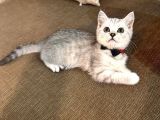 Safkan Bri̇ti̇sh Shorthai̇r