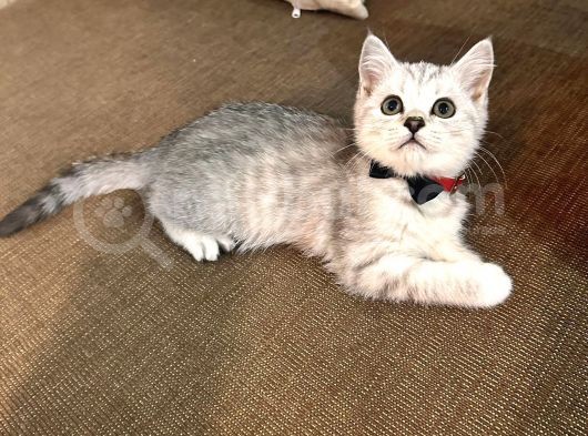 Safkan Bri̇ti̇sh Shorthai̇r görsel