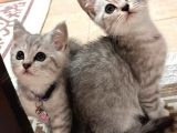 Safkan Bri̇ti̇sh Shorthai̇r