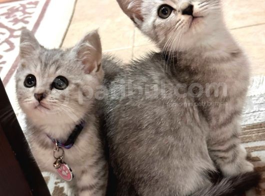 Safkan Bri̇ti̇sh Shorthai̇r görsel