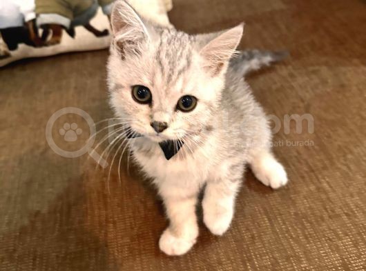 Safkan Bri̇ti̇sh Shorthai̇r görsel