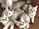 Safkan Bri̇ti̇sh Shorthai̇r