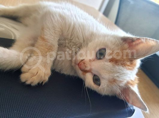 Çok Acil Tatlı Yavruya Yuva Arıyoruz görsel
