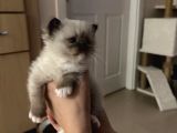 Yurtdışından Resmi Kayıtlı ve Şecereli Ragdoll Kedi yavruları