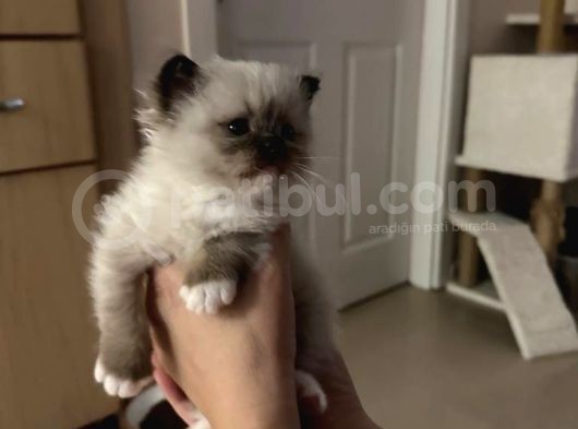 Yurtdışından Resmi Kayıtlı Ve Şecereli Ragdoll Kedi Yavruları