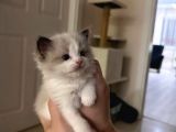 Yurtdışından Resmi Kayıtlı Ve Şecereli Ragdoll Kedi Yavruları