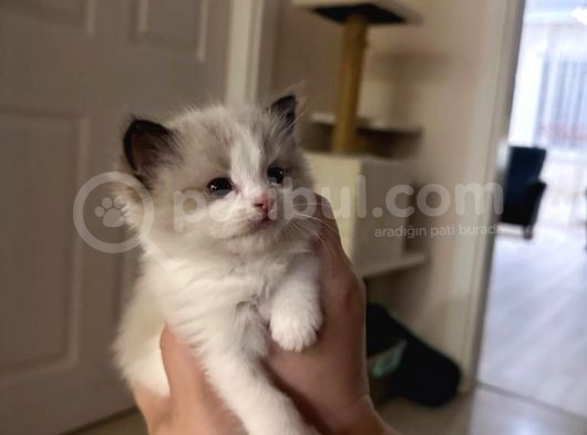 Yurtdışından Resmi Kayıtlı Ve Şecereli Ragdoll Kedi Yavruları görsel