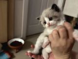 Yurtdışından Resmi Kayıtlı Ve Şecereli Ragdoll Kedi Yavruları