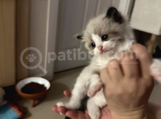Yurtdışından Resmi Kayıtlı Ve Şecereli Ragdoll Kedi Yavruları görsel