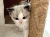 Yurtdışından Resmi Kayıtlı Ve Şecereli Ragdoll Kedi Yavruları