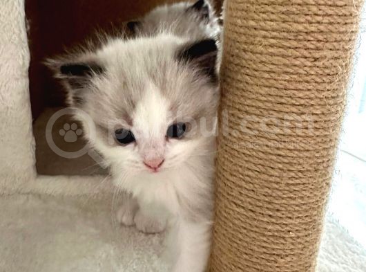 Yurtdışından Resmi Kayıtlı Ve Şecereli Ragdoll Kedi Yavruları görsel