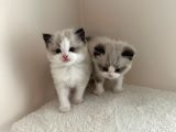 Yurtdışından Resmi Kayıtlı Ve Şecereli Ragdoll Kedi Yavruları