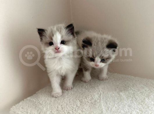 Yurtdışından Resmi Kayıtlı Ve Şecereli Ragdoll Kedi Yavruları görsel