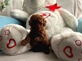 Anne Altından Orjinal Red Toy Poodle