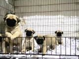 PUG MOPS YAVRULAR