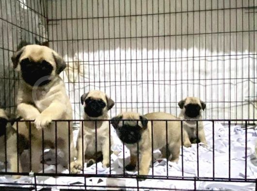 Pug Mops Yavrular