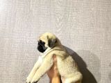 Pug Mops Yavrular