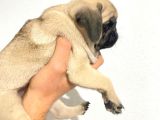 Pug Mops Yavrular
