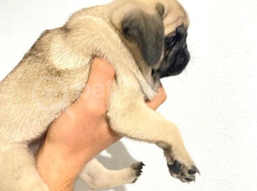 Pug Mops Yavrular görsel