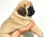 Pug Mops Yavrular