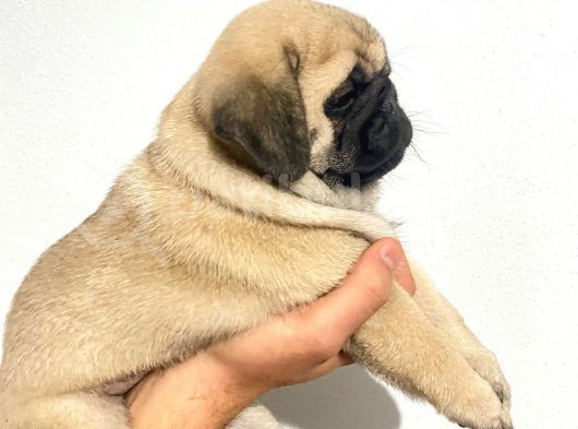 Pug Mops Yavrular görsel