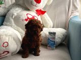 Anne Altından Orjinal Red Toy Poodle