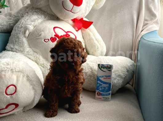 Anne Altından Orjinal Red Toy Poodle görsel