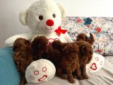 Anne Altından Orjinal Red Toy Poodle