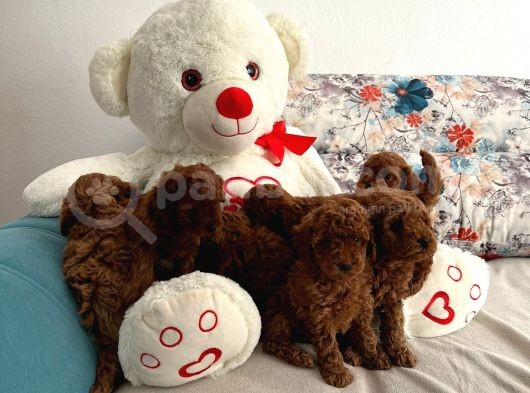 Anne Altından Orjinal Red Toy Poodle