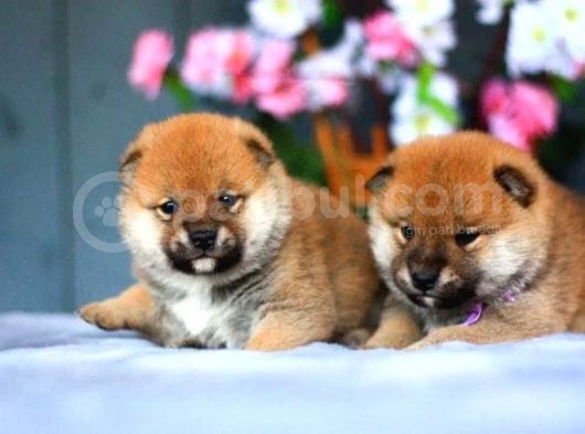 Orjinal Shiba-inu yavrular