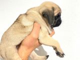 Pug Mops Yavrular