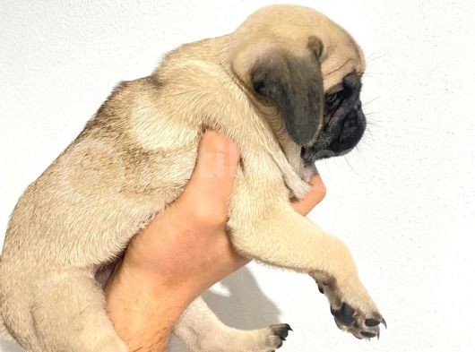 Pug Mops Yavrular görsel