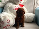 Anne Altından Orjinal Red Toy Poodle