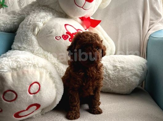 Anne Altından Orjinal Red Toy Poodle görsel