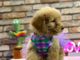Secereli̇ Toy Poodle Di̇şi̇ Yavru