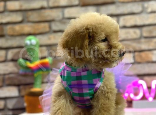 Secereli̇ Toy Poodle Di̇şi̇ Yavru görsel
