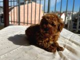 Toy Poddle Erkek Ve Di̇şi̇ Yavrular