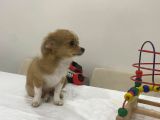 Mini Boy Prenses