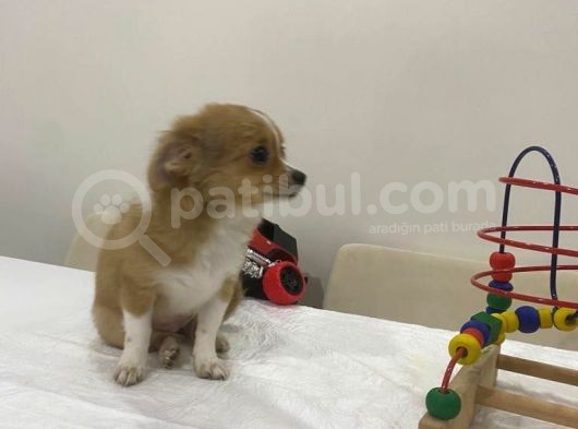 Mini Boy Prenses görsel
