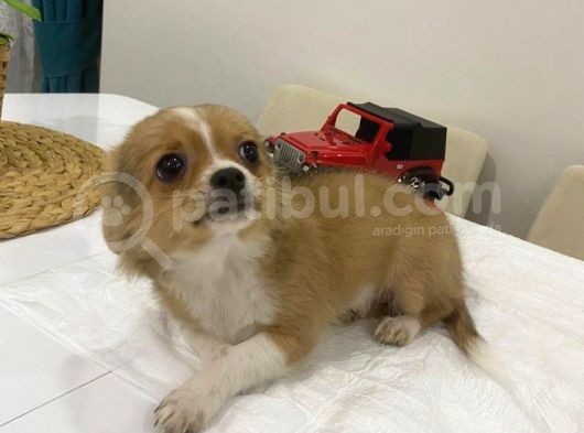 Mini Boy Prenses görsel