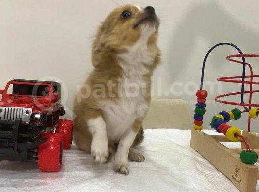 Mini Boy Prenses görsel