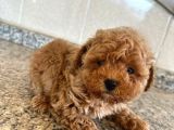 Toy Poddle Erkek Ve Di̇şi̇ Yavrular
