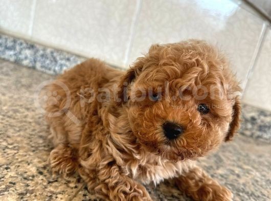 Toy Poddle Erkek Ve Di̇şi̇ Yavrular görsel