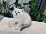 Özel Top Kafa Blue Point Yavrularım