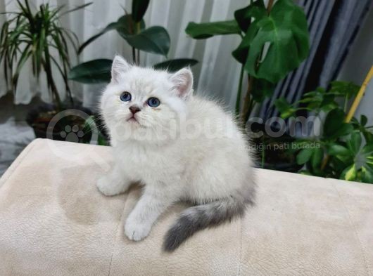 Özel Top Kafa Blue Point Yavrularım görsel